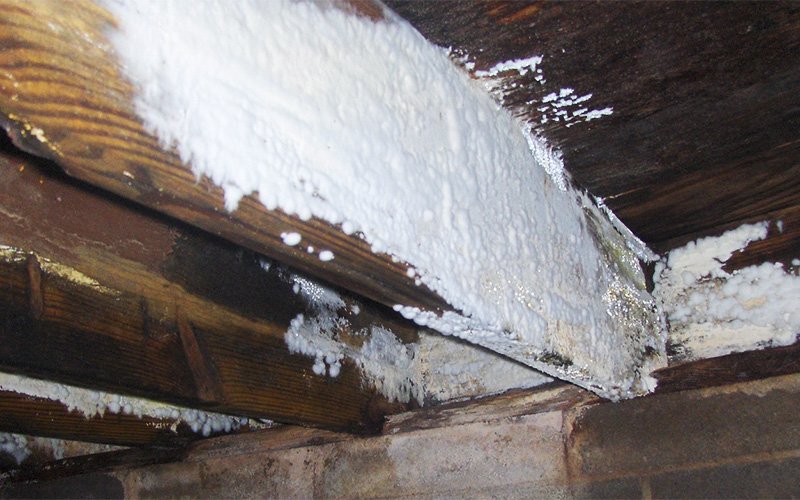 Fuzzy white mold growth on wooden floor joists