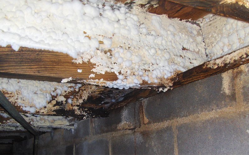 Circular white mold colonies growing on structural wood joists