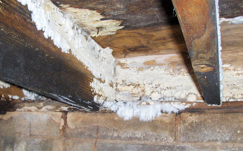 Advanced white fungal growth on structural wood framing