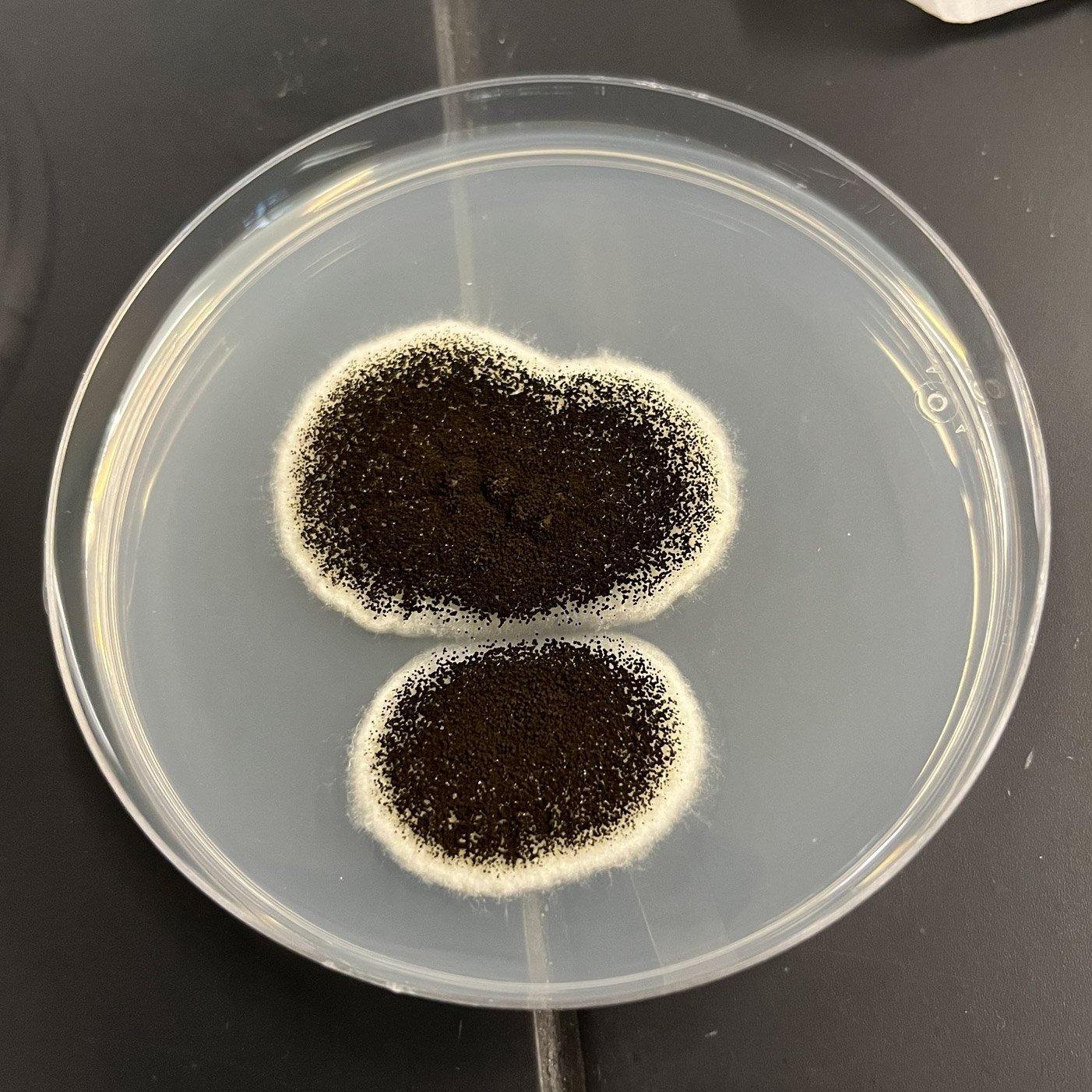 Aspergillus niger culture on a petri dish.