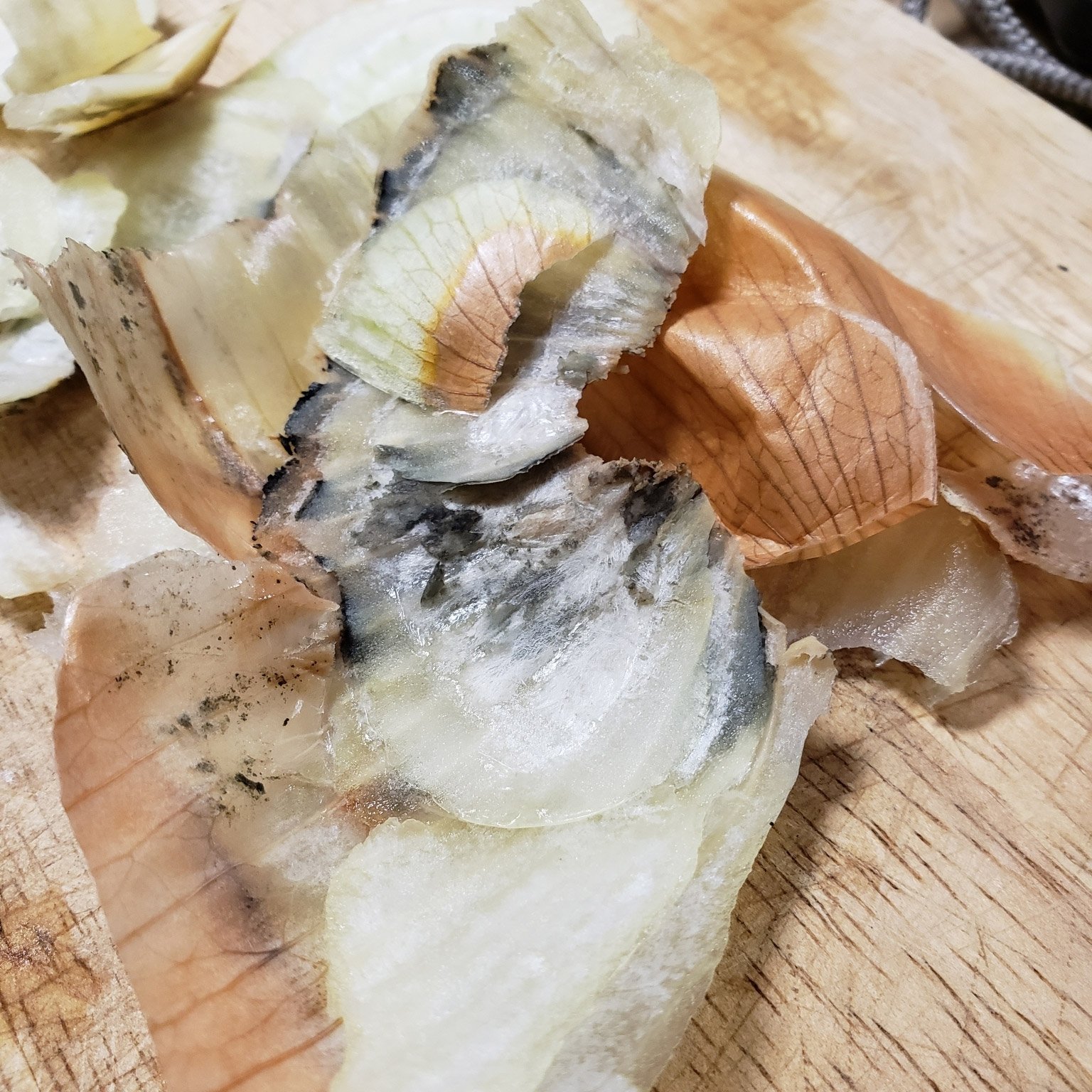 Aspergillus niger growing on onion skins.