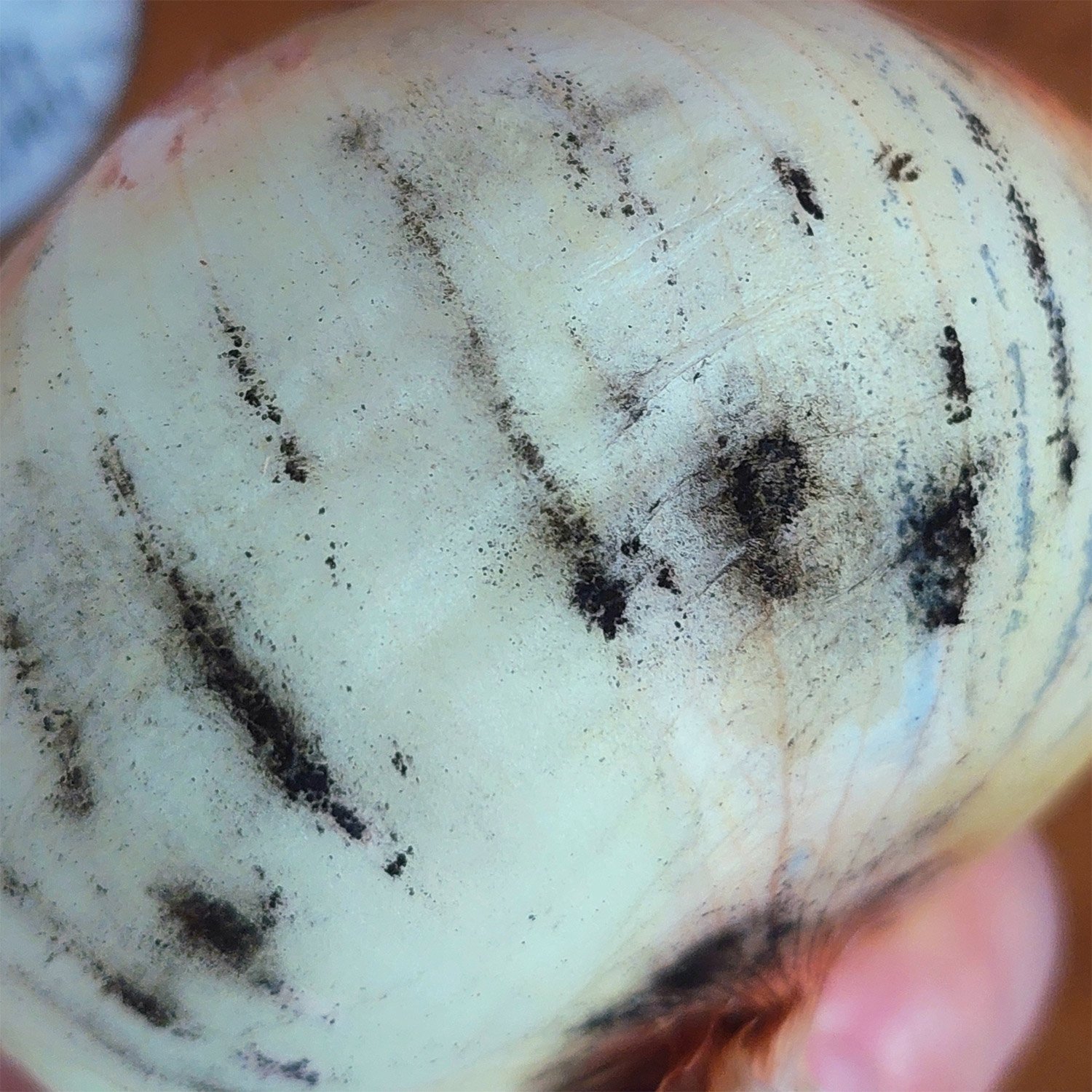 Close-up of black spore dust on an onion surface.