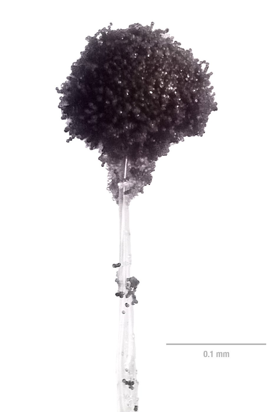 Macro photography of a single Aspergillus niger spore head.