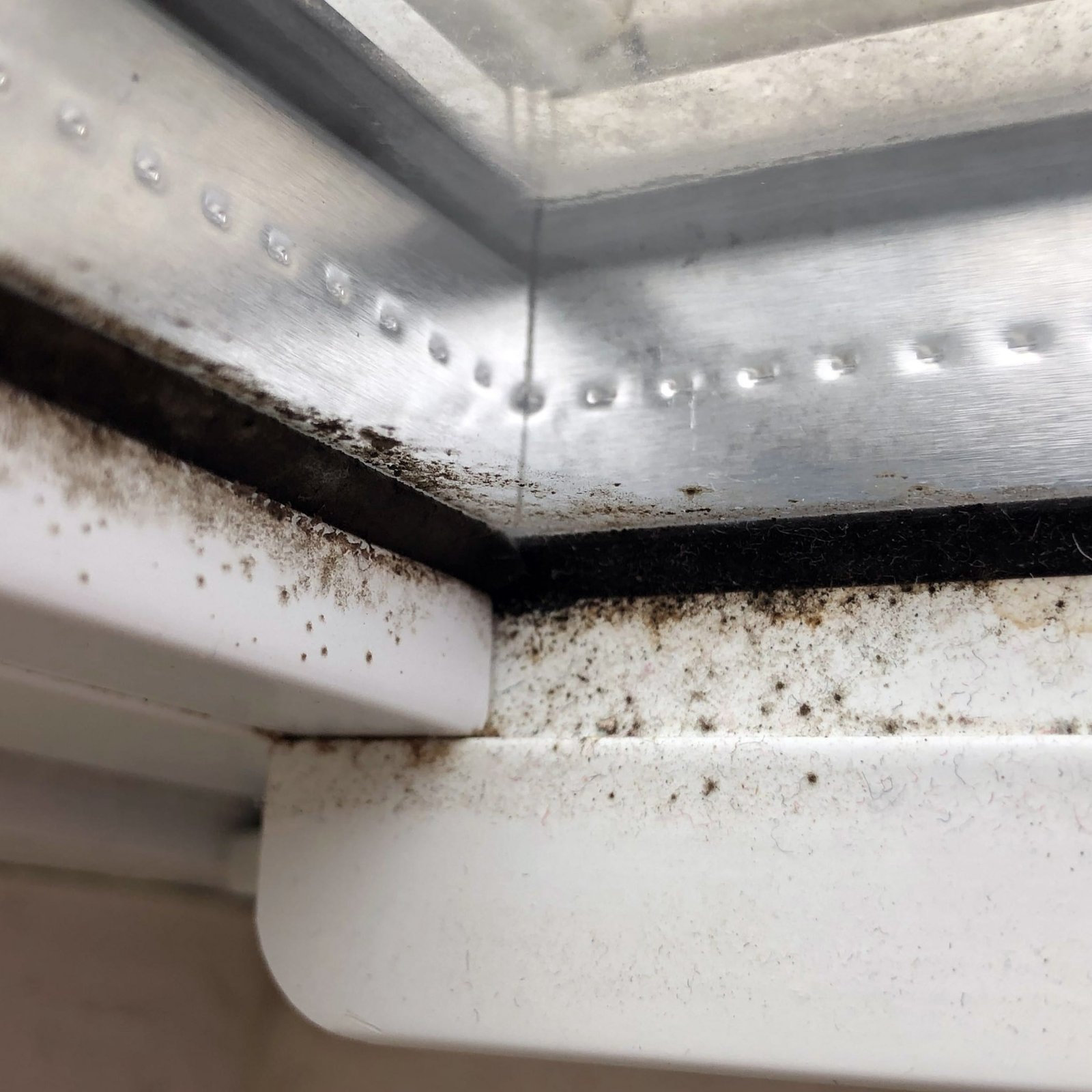 Cladosporium growing on window sill condensation.