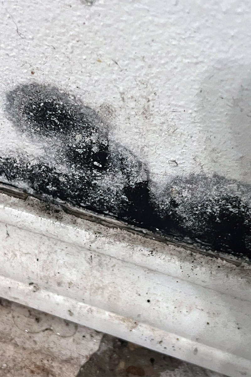 Stachybotrys chartarum growing heavily on water-damaged drywall.