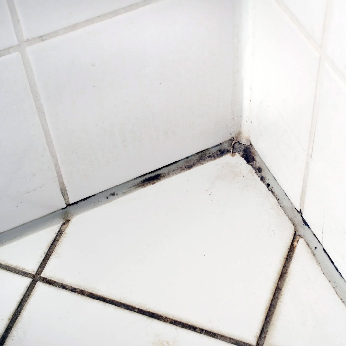 Black mold growing on shower tile grout and silicone caulk.