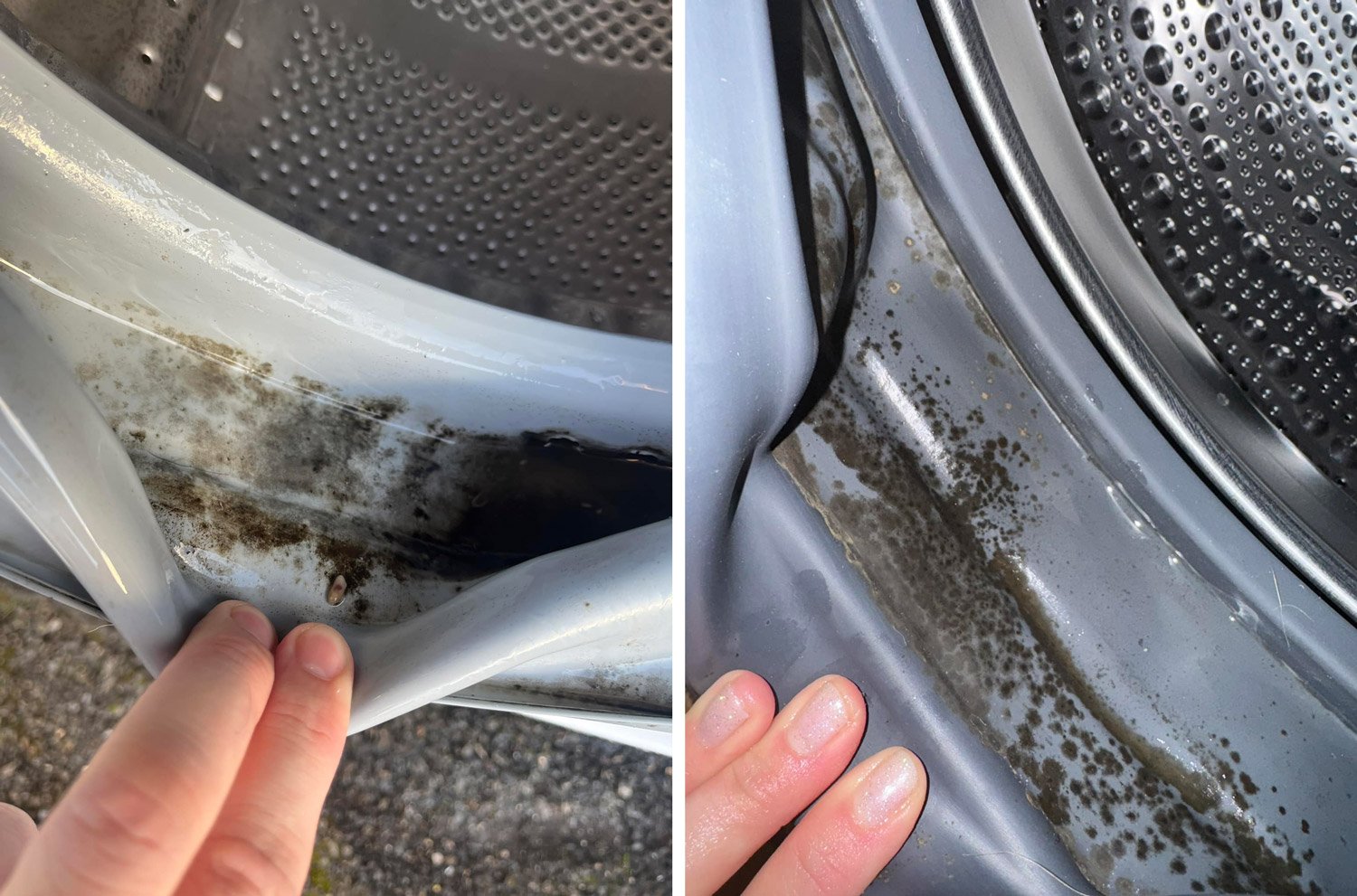 Black slime mold on washing machine rubber gasket.